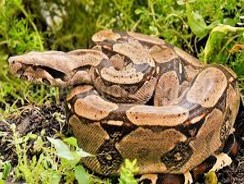 Imagen de la especie invasora