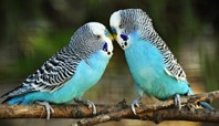 Imagen de la especie invasora