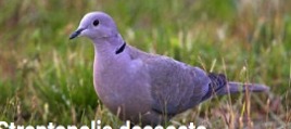 Imagen de la especie invasora