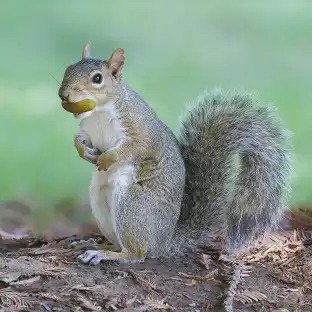 Imagen de la especie invasora