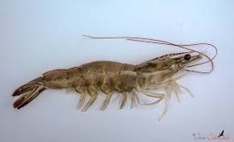 Imagen de la especie invasora