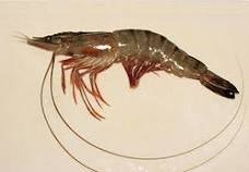 Imagen de la especie invasora